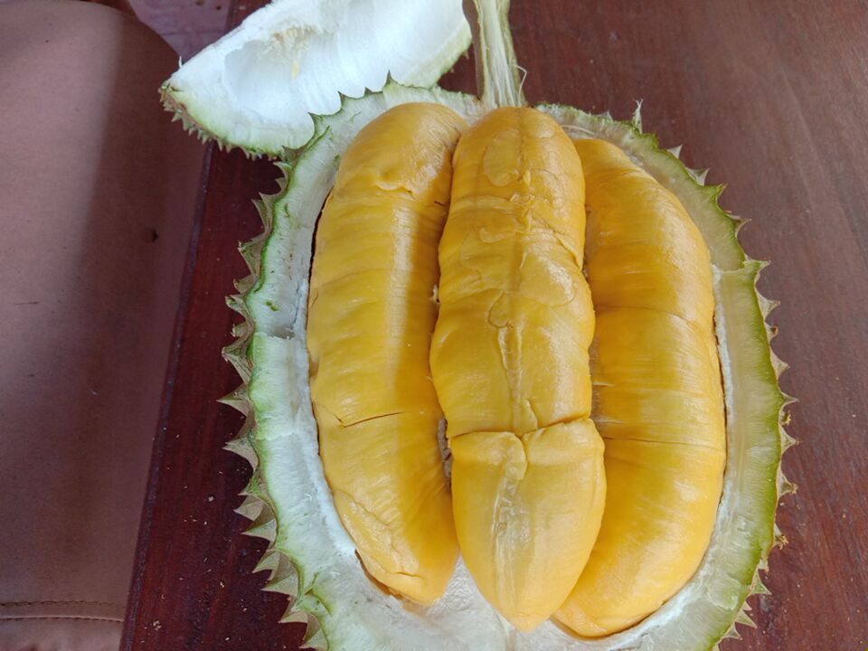 DURIAN MUSANG KING DESA MUNDEH KAUH